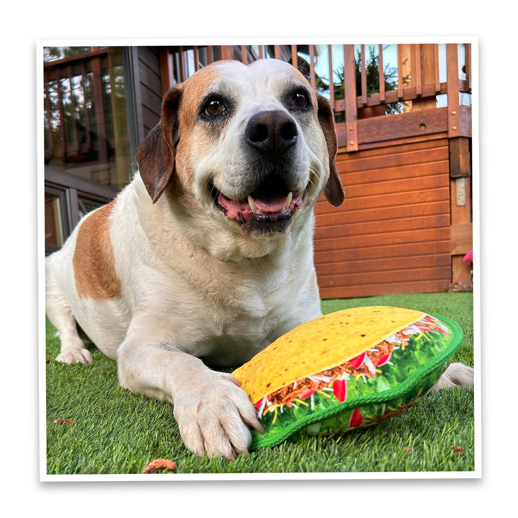 Squeaky Refillable Plush Dog Toy Q435
